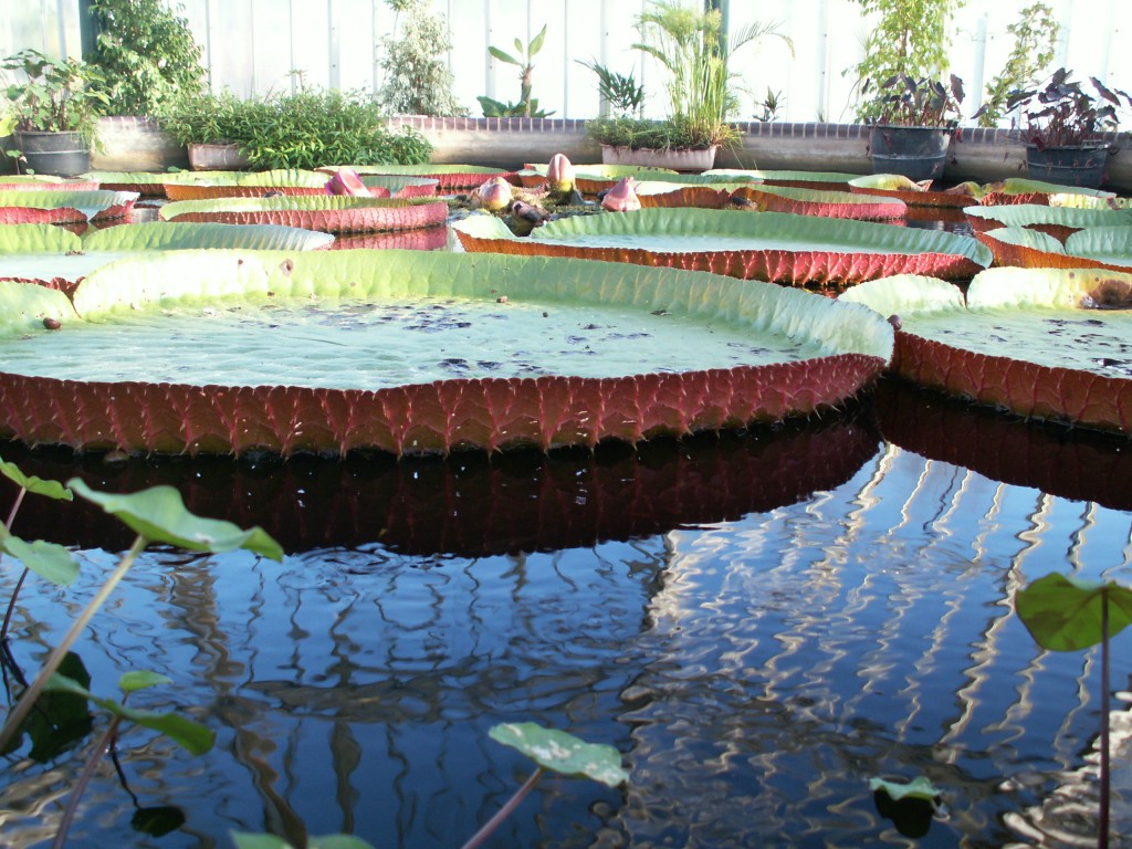 Photograph of lilly pond in a summer house, reflections in the water