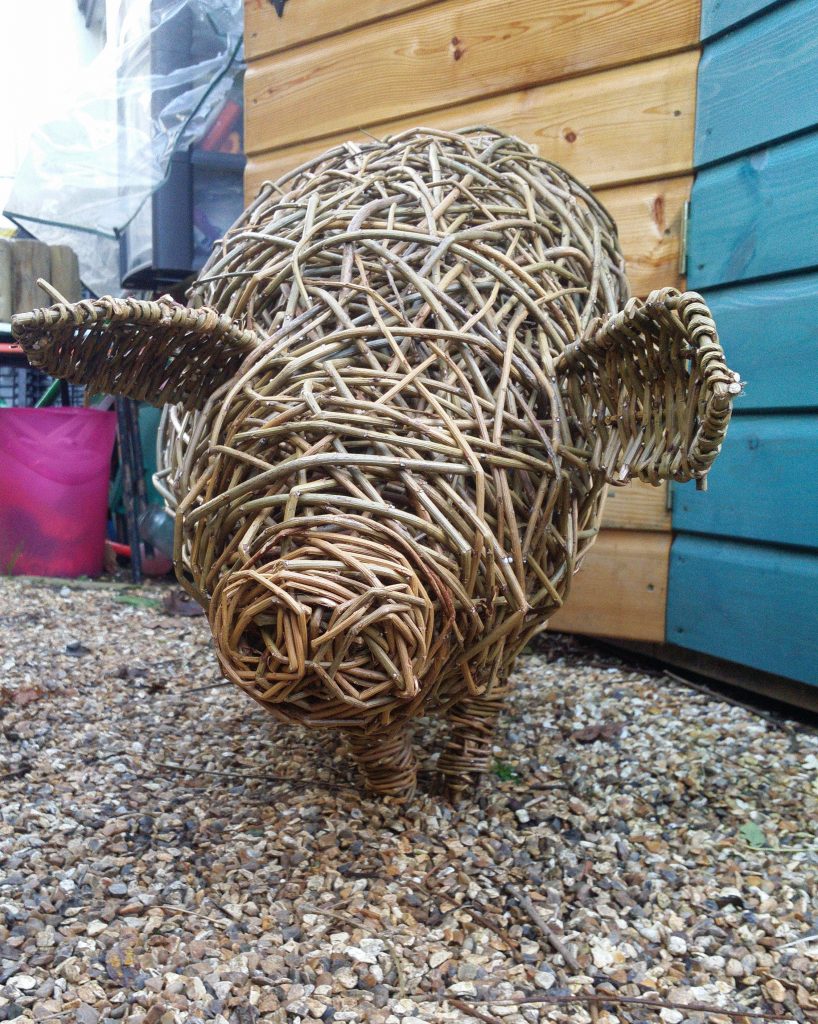 willow pig viewed from front