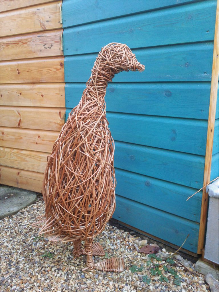 pic of willow runner duck from front standing next to blue and creme shed