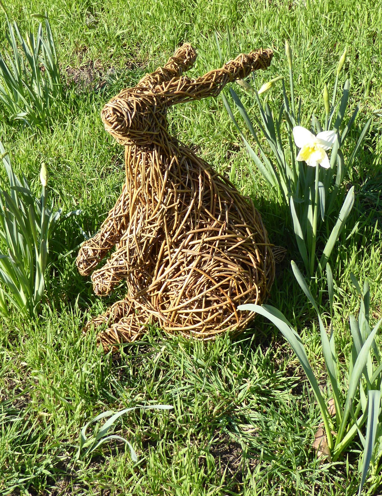 willow hare sculpture sitting on grass with daffodils he has a large fat bottom